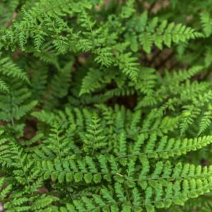DRYOPTERIS DILATATA, FELCE DILATATA, DRYOPTERIDACEAE, EUROSIBERIANO - 3518