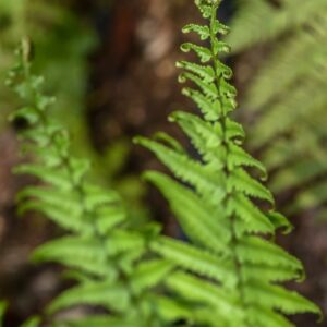 DRYOPTERIS TOKYOENSIS, DRYOPTERIDACEAE, GIAPPONE - 3524