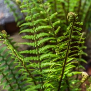DRYOPTERIS AFFINIS, NEWMAN, FELCE PELOSA, DRYOPTERIDACEAE, EUROPA, ASIA - 3526