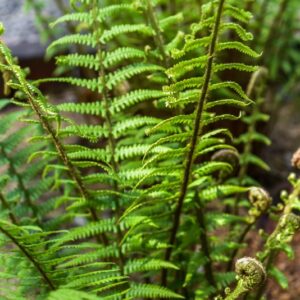 DRYOPTERIS AFFINIS, NEWMAN, FELCE PELOSA, DRYOPTERIDACEAE, EUROPA, ASIA - 3527