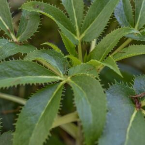 HELLOBORUS AGUTIFOLIUS, VIV, ELLEBORO CORSICO, RANUNCOLACEAE, CORSICA, SARDEGNA - 3530