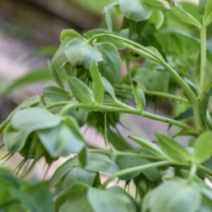 HELLOBORUS AGUTIFOLIUS, VIV, ELLEBORO CORSICO, RANUNCOLACEAE, CORSICA, SARDEGNA - 3531