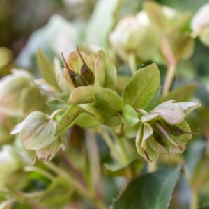 HELLOBORUS X STERNII,  ELLEBORO, RANUNCOLACEAE - 3533
