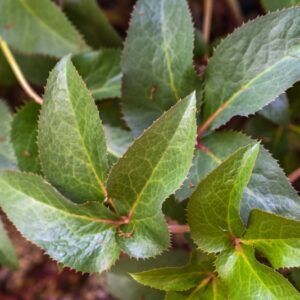 HELLOBORUS X STERNII,  ELLEBORO, RANUNCOLACEAE - 3534