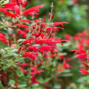 SALVIA ELEGANS, VAHL, SALVIA AL ANANAS, LAMIACEAE - 3539