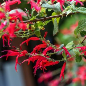 SALVIA ELEGANS, VAHL, SALVIA AL ANANAS, LAMIACEAE - 3539