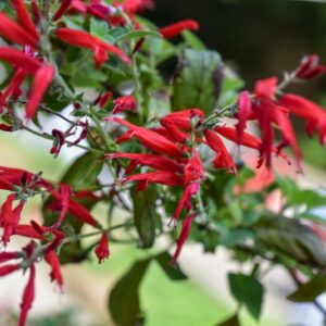 SALVIA ELEGANS, VAHL, SALVIA AL ANANAS, LAMIACEAE - 3541