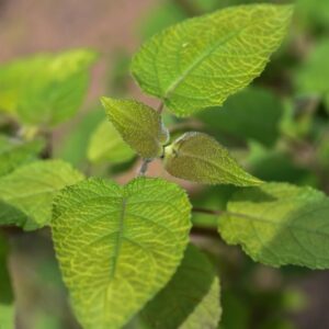 SALVIA ADENOPHORA, FERN,  LAMIACEAE, MESSICO - 3543
