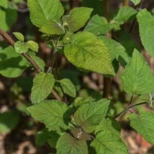 SALVIA ADENOPHORA, FERN,  LAMIACEAE, MESSICO - 3544