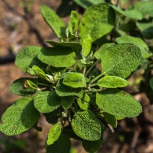 SALVIA OFFICINALIS, L, MAXIMA, LAMIACEAE - 3546