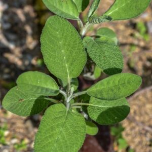 SALVIA OFFICINALIS, L, MAXIMA, LAMIACEAE - 3547