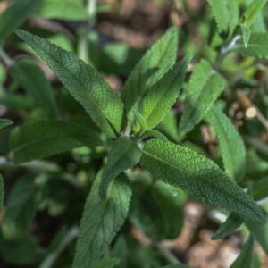 SALVIA LEUCANTHA, CAV, LAMIACEAE, MESSICO - 3551