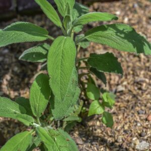 SALVIA CANDELABRUM, BOISS, LAMIACEAE, SPAGNA - 3549