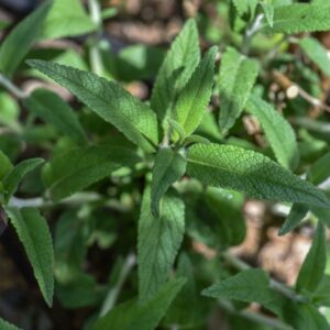 SALVIA LEUCANTHA, CAV, LAMIACEAE, MESSICO - 3552