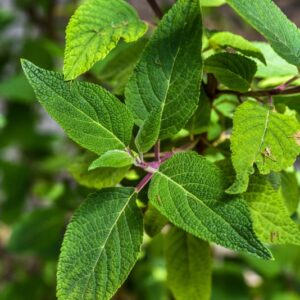SALVIA CONFERTIFLORA, POHL, LAMIACEAE, BRASILE - 3555