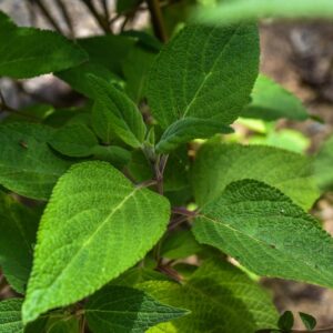 SALVIA CONFERTIFLORA, POHL, LAMIACEAE, BRASILE - 3554