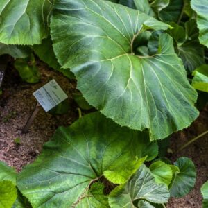 PETASITES JAPONICA, SIEB E ZUCC, FARFARACCIO, SWEET COLTSFOOT, ASTERACEAE, GIAPPONE - 3561