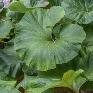 PETASITES JAPONICA, SIEB E ZUCC, FARFARACCIO, SWEET COLTSFOOT, ASTERACEAE, GIAPPONE - 3562