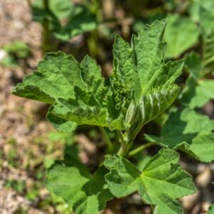 ALTHAEA OFFICINALIS, L, ALTEA COMUNE, MARSH MALLOW, MALVACEAE, AFRICA - 3564