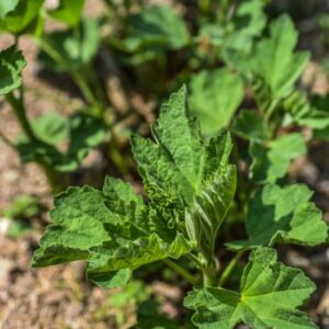 ALTHAEA OFFICINALIS, L, ALTEA COMUNE, MARSH MALLOW, MALVACEAE, AFRICA - 3565