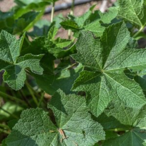 ALTHAEA RUGOSA, ALEF, LITV, MALVACEAE, EUROPA - 3569