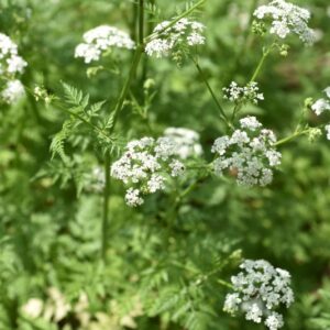 ANTHRISCUS SYVESTRIS, CERFOGLIO DEI PRATI, APIACEAE, EUROPA, ASIA - 3571