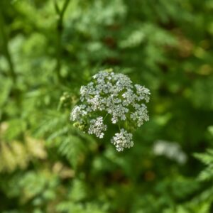 ANTHRISCUS SYVESTRIS, CERFOGLIO DEI PRATI, APIACEAE, EUROPA, ASIA - 3572
