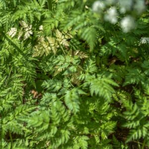 ANTHRISCUS SYVESTRIS, CERFOGLIO DEI PRATI, APIACEAE, EUROPA, ASIA - 3573