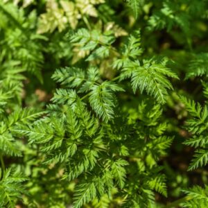 ANTHRISCUS SYVESTRIS, CERFOGLIO DEI PRATI, APIACEAE, EUROPA, ASIA - 3574