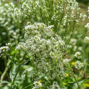 ARMORACIA RUSTICANA, CREN, BRASSICACEAE, EURASIA - 3576