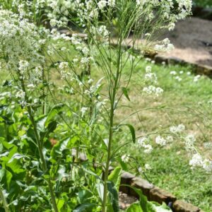 ARMORACIA RUSTICANA, CREN, BRASSICACEAE, EURASIA - 3577