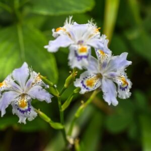 IRIS JAPONICA, IRIDACEAE - 3582