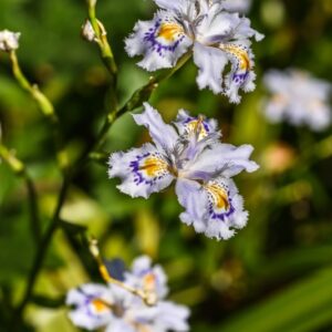 IRIS JAPONICA, IRIDACEAE - 3583