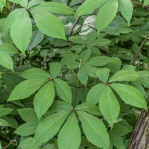 AESCULUS PARVIFLORA, IPPOCASTANO A FIORI PICCOLI, HIPPOCASTANACEAE, NORD  AMERICA - 3586