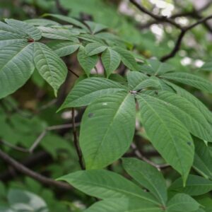 AESCULUS PARVIFLORA, IPPOCASTANO A FIORI PICCOLI, HIPPOCASTANACEAE, NORD  AMERICA - 3587