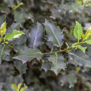 ILEX AQUIFOLIUM, AGRIFOGLIO, AQUIFOLIACEAE - 3589