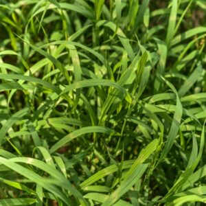 MELICA ALTISSIMA, POACEAE - 3591