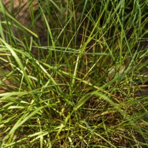 MELICA CILIATA L, MELICA BARBATA, POACEAE - 3593