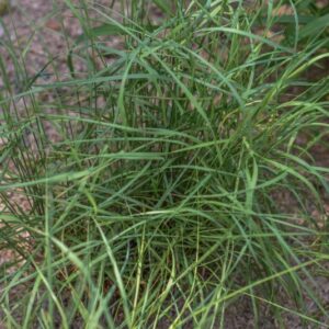 MELICA CILIATA L, MELICA BARBATA, POACEAE - 3594