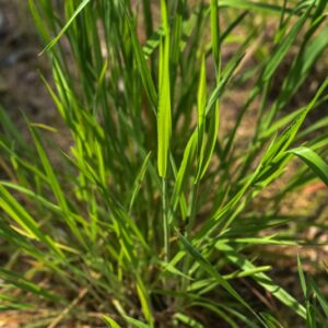 PHALARIS TUBEROSA, L, FALARIDE TUBEROSA, POACEAE, ZONA MEDITERRANEO - 3596