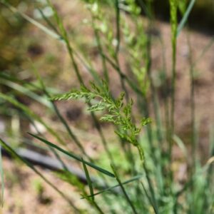 KOELERIA CRISTATA, PALEO STEPPICO, POACEAE, CIRCUMBOREALE - 3598