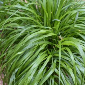 PENNISETUM ALOPECUROIDES, L, ERBA FONTANA, POACEAE, ASIA, AUSTRALIA - 3600