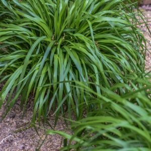 PENNISETUM ALOPECUROIDES, L, ERBA FONTANA, POACEAE, ASIA, AUSTRALIA - 3601