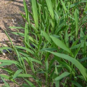 SPODIOPOGON SIBIRICUS, POACEAE, ASIA - 3604