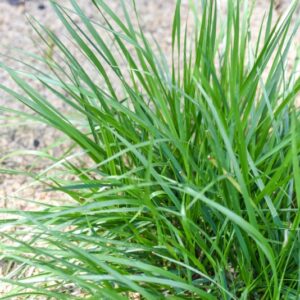FESTUCA ARUNDINACEAE, POACEAE - 3606