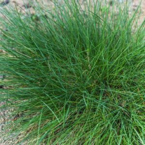 FESTUCA INOPS, FESTUCA DEBOLE, POACEAE, ITALIA - 3608