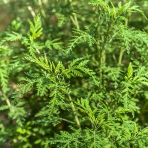 ARTEMISIA AFRA, ASSENZIO AFRICANO, ASTERACEAE, SUD AFRICA - 3613