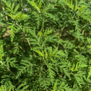ARTEMISIA AFRA, ASSENZIO AFRICANO, ASTERACEAE, SUD AFRICA - 3614