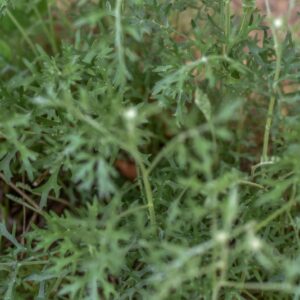 TANACETUM CINERARIIFOLIUM, PIRETRO DELLA DALMAZIA, ASTERACEAE - 3617