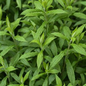 SOLIDAGO RUGOSA, ASTERACEAE, NORD AMERICA - 3619